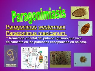 Paragonimus westermani
Paragonimus mexicanum.
** trematodo oriental del pulmón (gusano que vive
típicamente en los pulmones encapsulado en bolsas).
 