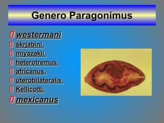 Genero Paragonimus
westermani
skrjabini.
miyazakii.
heterotremus.
africanus.
uterobilateralis.
Kellicotti.
mexicanus
 