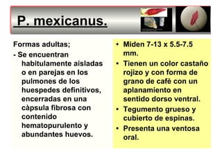 P. mexicanus.
Formas adultas;
- Se encuentran
habitulamente aisladas
o en parejas en los
pulmones de los
huespedes definitivos,
encerradas en una
càpsula fibrosa con
contenido
hematopurulento y
abundantes huevos.
• Miden 7-13 x 5.5-7.5
mm.
• Tienen un color castaño
rojizo y con forma de
grano de cafè con un
aplanamiento en
sentido dorso ventral.
• Tegumento grueso y
cubierto de espinas.
• Presenta una ventosa
oral.
 