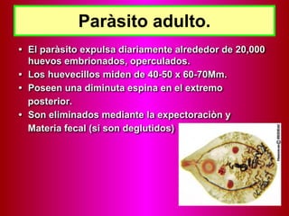 Paràsito adulto.
• El paràsito expulsa diariamente alrededor de 20,000
huevos embrionados, operculados.
• Los huevecillos miden de 40-50 x 60-70Mm.
• Poseen una diminuta espina en el extremo
posterior.
• Son eliminados mediante la expectoraciòn y
Materia fecal (si son deglutidos)
 