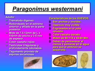 Paragonimus westermani
Adulto:
▪ Trematodo digeneo.
▪ Redondeado en el extremo
anterior y afilado en la parte
posterior.
▪ Mide de 7.5-12mm de L x
4-6mm de ancho y 3-5 mm
de espesor.
▪ Color castaño rojizo.
▪ Testículos irregulares y
profundamente lobulados.
▪ Tegumento provisto de
espinas escamosas.
Caracteristicas de los HUEVOS.
Son anchos y ovoides.
Operculo muy visible.
Engrosados en el polo
opuesto.
Color castaño dorado.
Miden de 80-118 x 48-60 Mm.
Deben de permanecer al
menos 2 semanas en el agua
para que el embrión se
desarrolle.
 