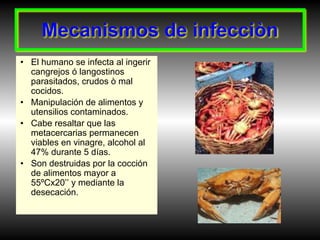 Mecanismos de infecciòn
• El humano se infecta al ingerir
cangrejos ó langostinos
parasitados, crudos ò mal
cocidos.
• Manipulación de alimentos y
utensilios contaminados.
• Cabe resaltar que las
metacercarias permanecen
viables en vinagre, alcohol al
47% durante 5 días.
• Son destruidas por la cocción
de alimentos mayor a
55ºCx20’’ y mediante la
desecación.
 