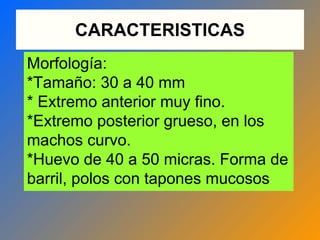 CARACTERISTICAS
Morfología:
*Tamaño: 30 a 40 mm
* Extremo anterior muy fino.
*Extremo posterior grueso, en los
machos curvo.
*Huevo de 40 a 50 micras. Forma de
barril, polos con tapones mucosos
 