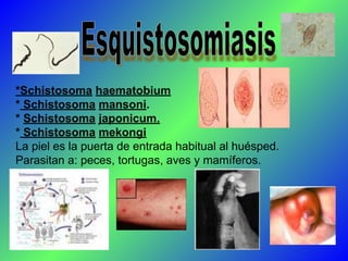 *Schistosoma haematobium
* Schistosoma mansoni.
* Schistosoma japonicum.
* Schistosoma mekongi
La piel es la puerta de entrada habitual al huésped.
Parasitan a: peces, tortugas, aves y mamíferos.
 