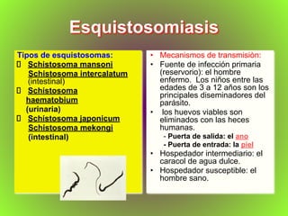 Esquistosomiasis
Tipos de esquistosomas:
Schistosoma mansoni
Schistosoma intercalatum
(intestinal)
Schistosoma
haematobium
(urinaria)
Schistosoma japonicum
Schistosoma mekongi
(intestinal)
• Mecanismos de transmisiòn:
• Fuente de infección primaria
(reservorio): el hombre
enfermo. Los niños entre las
edades de 3 a 12 años son los
principales diseminadores del
parásito.
• los huevos viables son
eliminados con las heces
humanas.
- Puerta de salida: el ano
- Puerta de entrada: la piel
• Hospedador intermediario: el
caracol de agua dulce.
• Hospedador susceptible: el
hombre sano.
 
