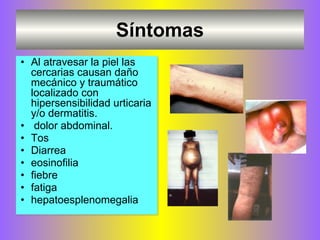 Síntomas
• Al atravesar la piel las
cercarias causan daño
mecánico y traumático
localizado con
hipersensibilidad urticaria
y/o dermatitis.
• dolor abdominal.
• Tos
• Diarrea
• eosinofilia
• fiebre
• fatiga
• hepatoesplenomegalia
 