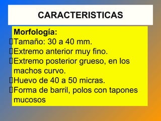CARACTERISTICAS
Morfología:
Tamaño: 30 a 40 mm.
Extremo anterior muy fino.
Extremo posterior grueso, en los
machos curvo.
Huevo de 40 a 50 micras.
Forma de barril, polos con tapones
mucosos
 
