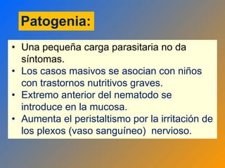 Patogenia:
• Una pequeña carga parasitaria no da
síntomas.
• Los casos masivos se asocian con niños
con trastornos nutritivos graves.
• Extremo anterior del nematodo se
introduce en la mucosa.
• Aumenta el peristaltismo por la irritación de
los plexos (vaso sanguíneo) nervioso.
 