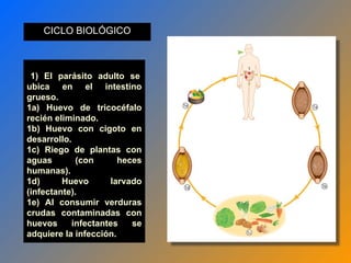 1) El parásito adulto se
ubica en el intestino
grueso.
1a) Huevo de tricocéfalo
recién eliminado.
1b) Huevo con cigoto en
desarrollo.
1c) Riego de plantas con
aguas (con heces
humanas).
1d) Huevo larvado
(infectante).
1e) Al consumir verduras
crudas contaminadas con
huevos infectantes se
adquiere la infección.
CICLO BIOLÓGICO
 