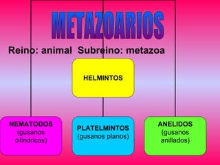 Reino: animal Subreino: metazoa
HELMINTOS
NEMATODOS
(gusanos
cilíndricos)
PLATELMINTOS
(gusanos planos)
ANELIDOS
(gusanos
anillados)
 