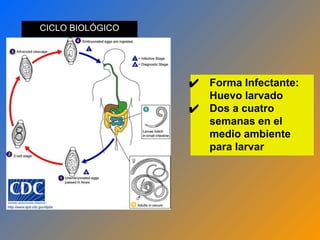 CICLO BIOLÓGICO
✔ Forma Infectante:
Huevo larvado
✔ Dos a cuatro
semanas en el
medio ambiente
para larvar
 