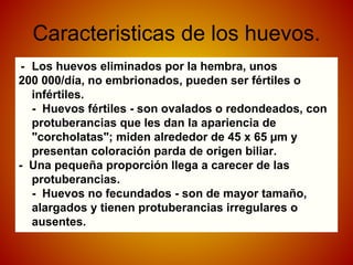 Caracteristicas de los huevos.
- Los huevos eliminados por la hembra, unos
200 000/día, no embrionados, pueden ser fértiles o
infértiles.
- Huevos fértiles - son ovalados o redondeados, con
protuberancias que les dan la apariencia de
"corcholatas"; miden alrededor de 45 x 65 µm y
presentan coloración parda de origen biliar.
- Una pequeña proporción llega a carecer de las
protuberancias.
- Huevos no fecundados - son de mayor tamaño,
alargados y tienen protuberancias irregulares o
ausentes.
 