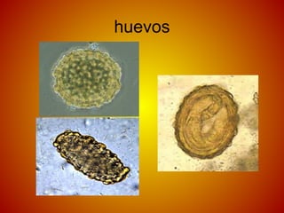huevos
 