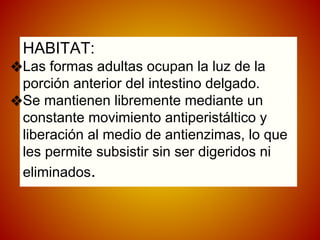 HABITAT:
❖Las formas adultas ocupan la luz de la
porción anterior del intestino delgado.
❖Se mantienen libremente mediante un
constante movimiento antiperistáltico y
liberación al medio de antienzimas, lo que
les permite subsistir sin ser digeridos ni
eliminados.
 