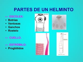 PARTES DE UN HELMINTO
--- ESCOLEX:
• Botrias
• Ventosas
• Ganchos
• Rostelo
--- CUELLO.
--- ESTRÓBILO:
• Proglótidos
 