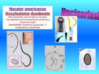 Necator americanus
Ancylostoma duodenale
*Son pequeños, que se fijan en mucosa.
* Se adquieren por la penetración de larvas a
través de la piel
SINONIMOS: Dochmius duodenalis Y
ankylostomun duodenale
 