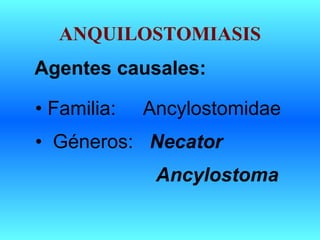 ANQUILOSTOMIASIS
Agentes causales:
• Familia: Ancylostomidae
• Géneros: Necator
Ancylostoma
 