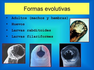 Formas evolutivas
• Adultos (machos y hembras)
• Huevos
• Larvas rabditoides
• Larvas filariformes
 