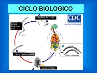 CICLO BIOLOGICO
 