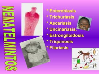 * Enterobiasis
* Trichuriasis
* Ascariasis
* Uncinariasis.
* Estrongiloidosis
* Triquinosis
* Filariasis
 