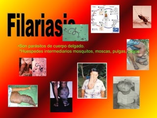 •Son parásitos de cuerpo delgado.
*Huespedes intermediarios mosquitos, moscas, pulgas, piojos
 