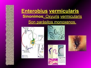 Enterobius vermicularis
Sinonimos: Oxyuris vermicularis
Son paràsitos monoxenos.
 