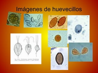 Imágenes de huevecillos
 