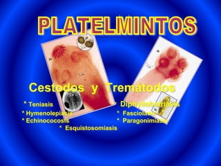 Cestodos y Tremátodos
* Teniasis * Diphyllobotriasis
* Hymenolepiasis * Fasciolasis
* Echinococosis * Paragonimiasis
* Esquistosomiasis
 