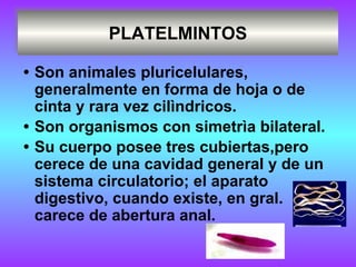 PLATELMINTOS
• Son animales pluricelulares,
generalmente en forma de hoja o de
cinta y rara vez cilìndricos.
• Son organismos con simetrìa bilateral.
• Su cuerpo posee tres cubiertas,pero
cerece de una cavidad general y de un
sistema circulatorio; el aparato
digestivo, cuando existe, en gral.
carece de abertura anal.
 