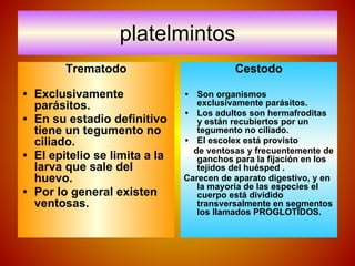 platelmintos
Trematodo
• Exclusivamente
parásitos.
• En su estadio definitivo
tiene un tegumento no
ciliado.
• El epitelio se limita a la
larva que sale del
huevo.
• Por lo general existen
ventosas.
Cestodo
• Son organismos
exclusivamente parásitos.
• Los adultos son hermafroditas
y están recubiertos por un
tegumento no ciliado.
• El escolex está provisto
de ventosas y frecuentemente de
ganchos para la fijación en los
tejidos del huésped .
Carecen de aparato digestivo, y en
la mayoría de las especies el
cuerpo está dividido
transversalmente en segmentos
los llamados PROGLOTIDOS.
 