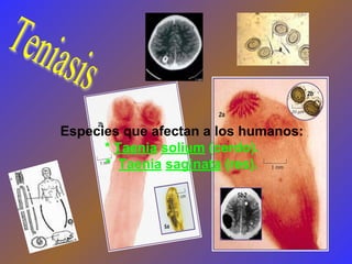 Especies que afectan a los humanos:
* Taenia solium (cerdo).
* Taenia saginata (res).
 
