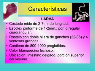 Características
LARVA
• Cestodo mide de 2-7 m. de longitud.
• Escolex piriforme de 1-2mm.; por lo regular
cuadrangular.
• Rostelo con doble hilera de ganchos (22-36) y 4
ventosas grandes.
• Contiene de 800-1000 proglotidos.
• Color blanquecino lechoso.
• Ubicaciòn: intestino delgado, porciòn superior
del yeyuno.
 