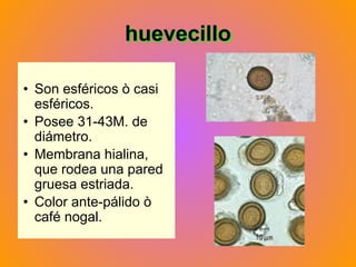 huevecillo
• Son esféricos ò casi
esféricos.
• Posee 31-43M. de
diámetro.
• Membrana hialina,
que rodea una pared
gruesa estriada.
• Color ante-pálido ò
café nogal.
 