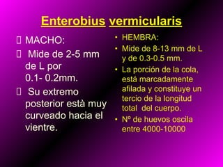 Enterobius vermicularis
MACHO:
Mide de 2-5 mm
de L por
0.1- 0.2mm.
Su extremo
posterior està muy
curveado hacia el
vientre.
• HEMBRA:
• Mide de 8-13 mm de L
y de 0.3-0.5 mm.
• La porción de la cola,
está marcadamente
afilada y constituye un
tercio de la longitud
total del cuerpo.
• Nº de huevos oscila
entre 4000-10000
 