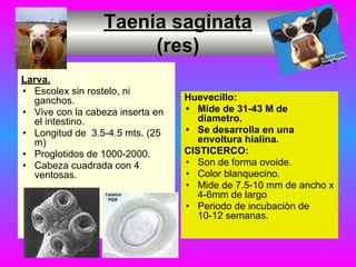 Taenia saginata
(res)
Larva.
• Escolex sin rostelo, ni
ganchos.
• Vive con la cabeza inserta en
el intestino.
• Longitud de 3.5-4.5 mts. (25
m)
• Proglotidos de 1000-2000.
• Cabeza cuadrada con 4
ventosas.
Huevecillo:
• Mide de 31-43 M de
diametro.
• Se desarrolla en una
envoltura hialina.
CISTICERCO:
• Son de forma ovoide.
• Color blanquecino.
• Mide de 7.5-10 mm de ancho x
4-6mm de largo
• Periodo de incubaciòn de
10-12 semanas.
 