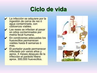 Ciclo de vida
✔ La infecciòn se adquiere por la
ingestiòn de carne de res ó
agua contaminada, con
cisticercos viables.
✔ Las reses se infectan al pasar
en sitios contaminados por
metria fecal humana.
✔ En condiciones adecuadas los
huevecillos permanecen
viables hasta 8 semanas ò
mas.
✔ El portador puede permanecer
infectado por varios años y
aprox. 4 meses despues de la
infecciòn el paràsito libera
aprox. 300,000 huevecillos.
 