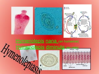 Hymenolepis nana (en humanos)
Hymenolepis diminuta (en rata)
 