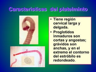 Caracteristicas del platelminto
• Tiene región
cervical larga y
delgada.
• Proglotidos
inmaduros son
cortas y angostas;
grávidos son
anchas, y en el
extremo el contorno
del estróbilo es
redondeado.
 