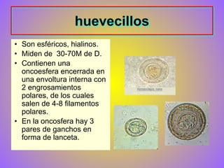 huevecillos
• Son esféricos, hialinos.
• Miden de 30-70M de D.
• Contienen una
oncoesfera encerrada en
una envoltura interna con
2 engrosamientos
polares, de los cuales
salen de 4-8 filamentos
polares.
• En la oncosfera hay 3
pares de ganchos en
forma de lanceta.
 