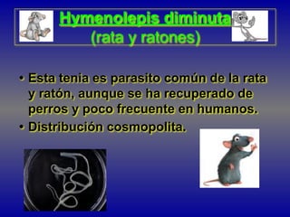 Hymenolepis diminuta
(rata y ratones)
• Esta tenia es parasito común de la rata
y ratón, aunque se ha recuperado de
perros y poco frecuente en humanos.
• Distribución cosmopolita.
 