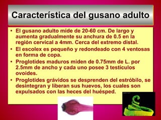 Característica del gusano adulto
• El gusano adulto mide de 20-60 cm. De largo y
aumenta gradualmente su anchura de 0.5 en la
región cervical a 4mm. Cerca del extremo distal.
• El escolex es pequeño y redondeado con 4 ventosas
en forma de copa.
• Proglotides maduros miden de 0.75mm de L. por
2.5mm de ancho y cada uno posee 3 testículos
ovoides.
• Proglotides grávidos se desprenden del estróbilo, se
desintegran y liberan sus huevos, los cuales son
expulsados con las heces del huésped.
 