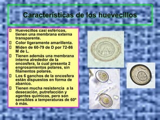 Características de los huevecillos
Huevecillos casi esféricos,
tienen una membrana externa
transparente.
Color ligeramente amarillenta.
Miden de 60-79 de D por 72-86
M de L.
Tienen además una membrana
interna alrededor de la
oncosfera, la cual presenta 2
engrosamientos polares, sin
filamentos polares.
Los 6 ganchos de la oncosfera
están dispuestos en forma de
abanico.
Tienen mucha resistencia a la
desecación, putrefacción y
agentes químicos, pero son
sensibles a temperaturas de 60º
ò más.
 