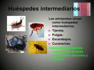Huéspedes intermediarios
Los artrópodos sirven
como huéspedes
intermediarios.
o Tijereta.
o Pulgas.
o Escarabajos.
o Cucarachas.
Todos ellos de hábitos
coprozoicos durante
sus estadios larvarios y
adultos.
 