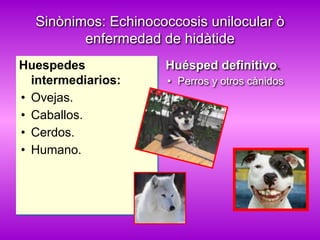 Sinònimos: Echinococcosis unilocular ò
enfermedad de hidàtide
Huespedes
intermediarios:
• Ovejas.
• Caballos.
• Cerdos.
• Humano.
Huésped definitivo.
• Perros y otros cànidos
 