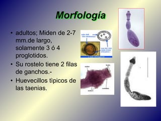 Morfología
• adultos; Miden de 2-7
mm.de largo,
solamente 3 ó 4
proglotidos.
• Su rostelo tiene 2 filas
de ganchos.-
• Huevecillos tìpicos de
las taenias.
 