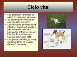 Ciclo vital
• Los proglotidos gravidos se
pasan en heces del carnivoro.
• Se desintegran y los huevos
son ingeridos por un HI.
• Los embriones penetran en el
intestino, llegando al hìgado o
pulmones principalmente
• Los quistes entran prevalecen
latentes durante 5 meses.
• Los cànidos injieren al HI.
• Los quistes penetran,se fijan y
maduran donde se incuban
durante 7 semanas.
 