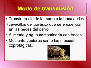 Modo de transmisión
• Transferencia de la mano a la boca de los
Huevecillos del paràsito que se encuentran
en las heces del perro.
• Alimento y agua contaminada con heces.
• Mediante vectores como las moscas
coprofàgicas.
 