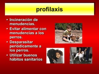profilaxis
• Incineración de
menudencias.
• Evitar alimentar con
menudencias a los
perros.
• Desparasitar
periódicamente a
los perros.
• Utilizar buenos
hábitos sanitarios
 
