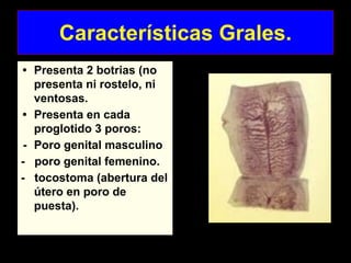 Características Grales.
• Presenta 2 botrias (no
presenta ni rostelo, ni
ventosas.
• Presenta en cada
proglotido 3 poros:
- Poro genital masculino
- poro genital femenino.
- tocostoma (abertura del
útero en poro de
puesta).
 