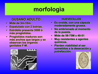 morfologìa
GUSANO ADULTO.
• Mide de 3m-10m.
• Espatulado con 2 botrias.
• Estróbilo presenta 3000 ò
más proglotidos.
• Proglotidos maduros son
más anchos que largos y se
observan los órganos
genitales F-M.
HUEVECILLOS
• Es ovoide, con una càpsula
moderadamente gruesa.
• No embrionado al momento
de la puesta.
• Mide de 58-75M x 40-51
• Muy resistentes a agentes
quìmicos.
• Pierden viabilidad al ser
sometidos a la desecaciòn y
putrefacciòn.
 